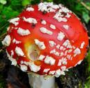 mushroom-red-white-dots-autumn-509305.jpg