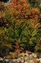 plant-shrubs-autumn-red-orange-348358.jpg