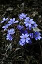 blue-flowers-nature-plant-forest-645713.jpg