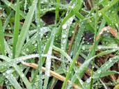 lawn-grass-drops-wet-1225985.jpg