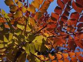 deciduous-forest-autumn-yellow-508305.jpg