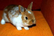 bunny-decorative-home-animal-1567479.jpg