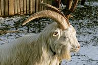 billy-goat-goat-bock-animal-horns-235607.jpg