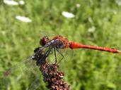 dragonfly-insecta-grass-flower-491378.jpg