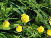 buttercup-yellow-meadow-summer-442601.jpg