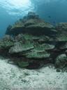 coral-underwater-reef-ocean-water-970495.jpg