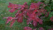 autumn-red-leaves-colorful-184301.jpg