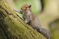 squirrel-tree-mammal-paw-tail-165201.jpg