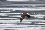 bald-eagle-eagle-bald-flying-888018.jpg