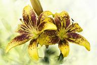 lilies-yellow-brown-speckled-670971.jpg