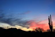 sunset-silhouette-desert-cactus-705362.jpg