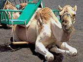 camel-animals-dromedary-nature-663059.jpg