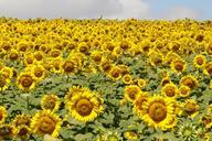 sunflowers-flowers-field-yellow-573800.jpg