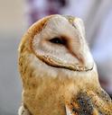 owl-barn-raptor-bird-eyes-owl-597334.jpg