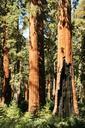 yosemite-giant-redwood-trees-316634.jpg