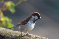 sparrow-bird-house-sparrow-male-95889.jpg