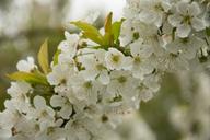 cherry-blossoms-cherry-1348226.jpg