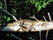 alligator-florida-the-everglades-978117.jpg