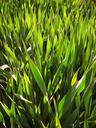 grass-lawn-green-turf-grass-field-1038387.jpg