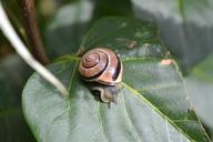 snail-garden-snail-leaf-small-270016.jpg