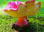 mushroom-nature-natural-plant-637632.jpg