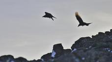 raven-two-black-animal-wildlife-1202330.jpg