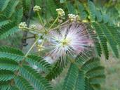 mimosa-plant-mimosa-tree-tree-407933.jpg