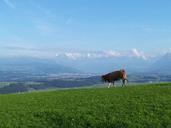 alpine-switzerland-nature-cow-579577.jpg