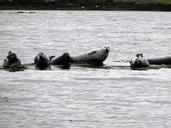 seals-scotland-coast-animal-world-667393.jpg