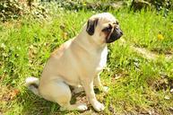 pug-dog-pet-lap-dog-cute-454619.jpg