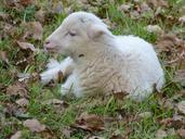 sheep-lamb-small-baby-sweet-nice-634566.jpg