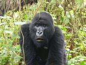 gorilla-primate-east-africa-rwanda-818023.jpg