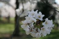 cherry-blossoms-washington-dc-630526.jpg