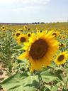 sunflower-sunflower-field-sunshine-1284692.jpg