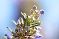 rosemary-plant-spice-garden-nature-561316.jpg