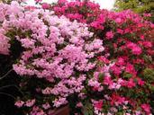 rhododendron-japanese-garden-flowers-112659.jpg