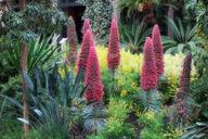 flowers-plants-garden-arboretum-174921.jpg