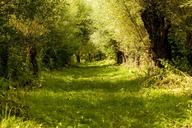 biesbosch-willow-nature-trees-188169.jpg