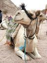 camel-animals-dromedary-egypt-165420.jpg