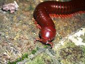 animals-millipede-brown-280310.jpg