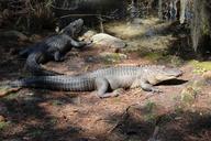 alligator-head-close-up-reptile-316252.jpg