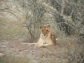 lion-s-whelp-bush-shrubs-namibia-1076331.jpg