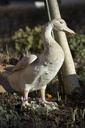 porcelain-close-spring-duck-636666.jpg