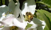 bee-pollen-legs-apple-tree-apple-1374317.jpg