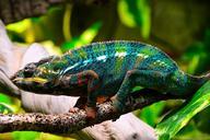 chameleon-branch-close-exotic-1069670.jpg