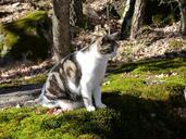 pet-cat-feline-nature-288768.jpg