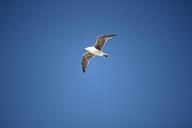 seagull-bird-flight-856326.jpg