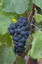 grapes-petite-verdot-wine-921468.jpg