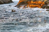 flock-of-birds-gulls-wave-surf-198575.jpg