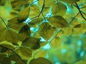 nature-leaves-trees-deciduous-tree-996160.jpg